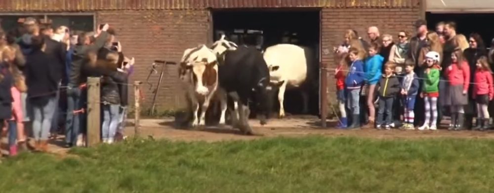 Cuando estés triste recuerda la reacción de estas vacas al ver el pasto por primera vez en 6 meses