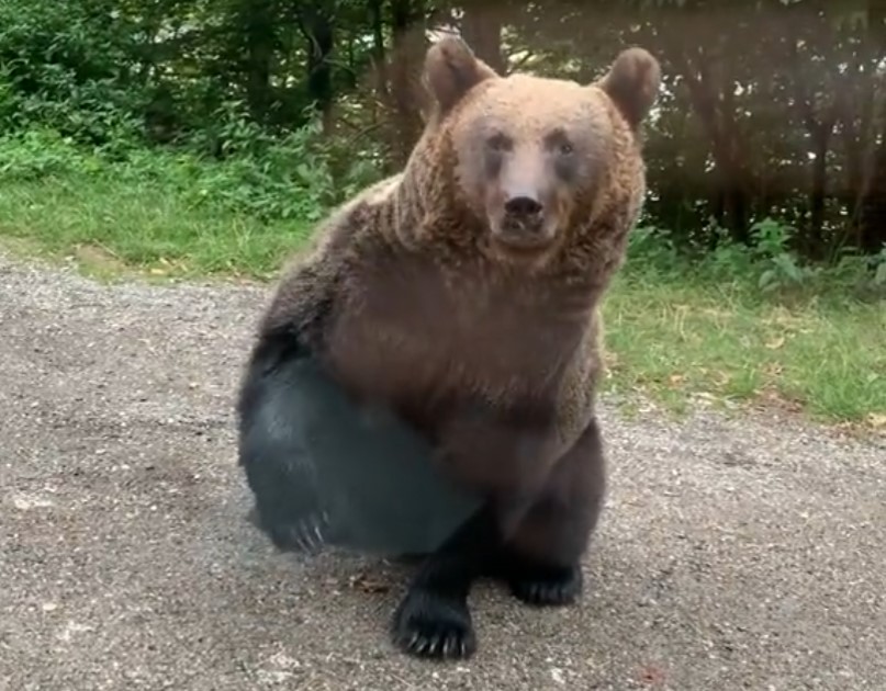 Unos españoles se encuentran un oso en Rumanía y hacen lo contrario a lo que hay que hacer
