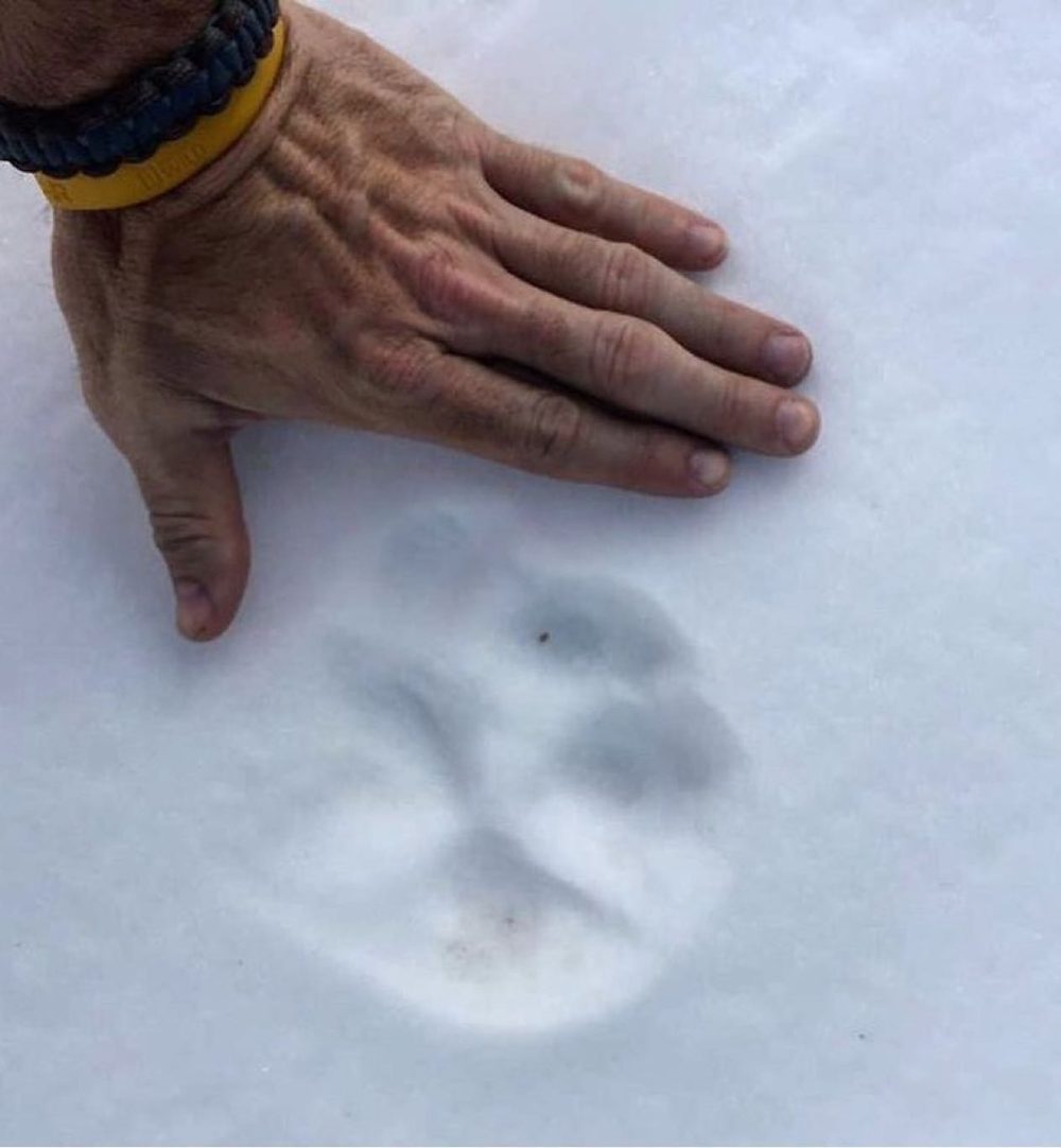 Os presento al lince canadiense