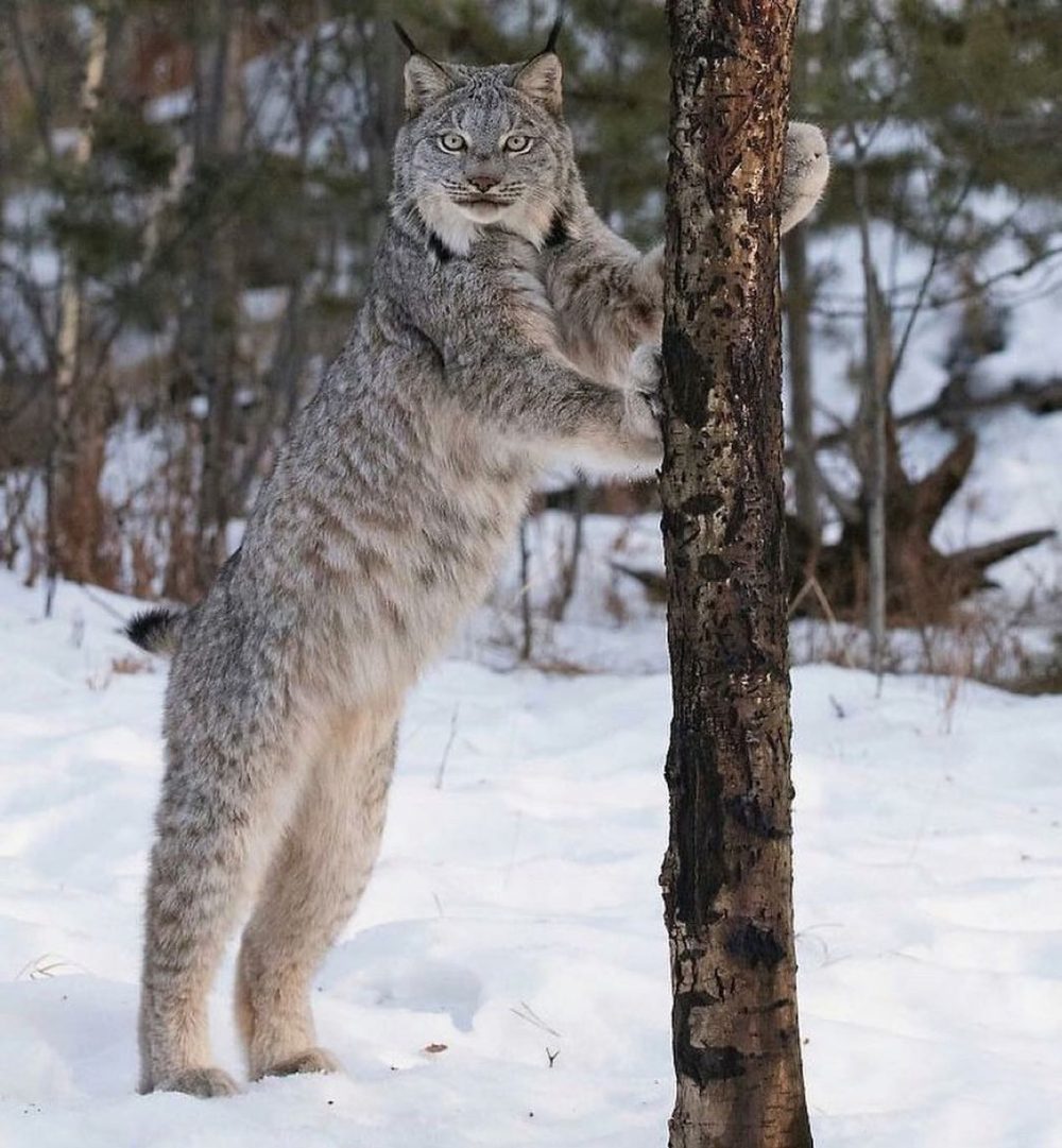 Os presento al lince canadiense