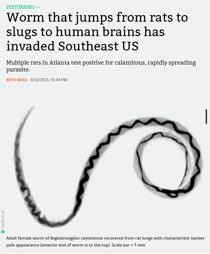 Un gusano que salta de las ratas a las babosas y a los cerebros humanos ha invadido el sureste de EE.UU.