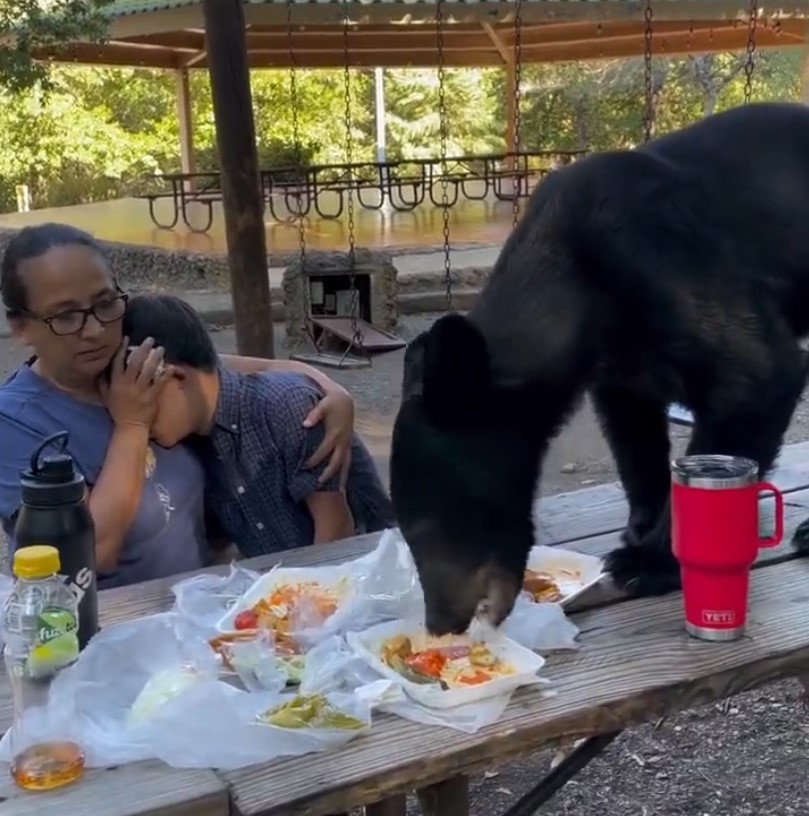 Un oso se come los tacos y enchiladas de una familia frente a una madre con su hijo
