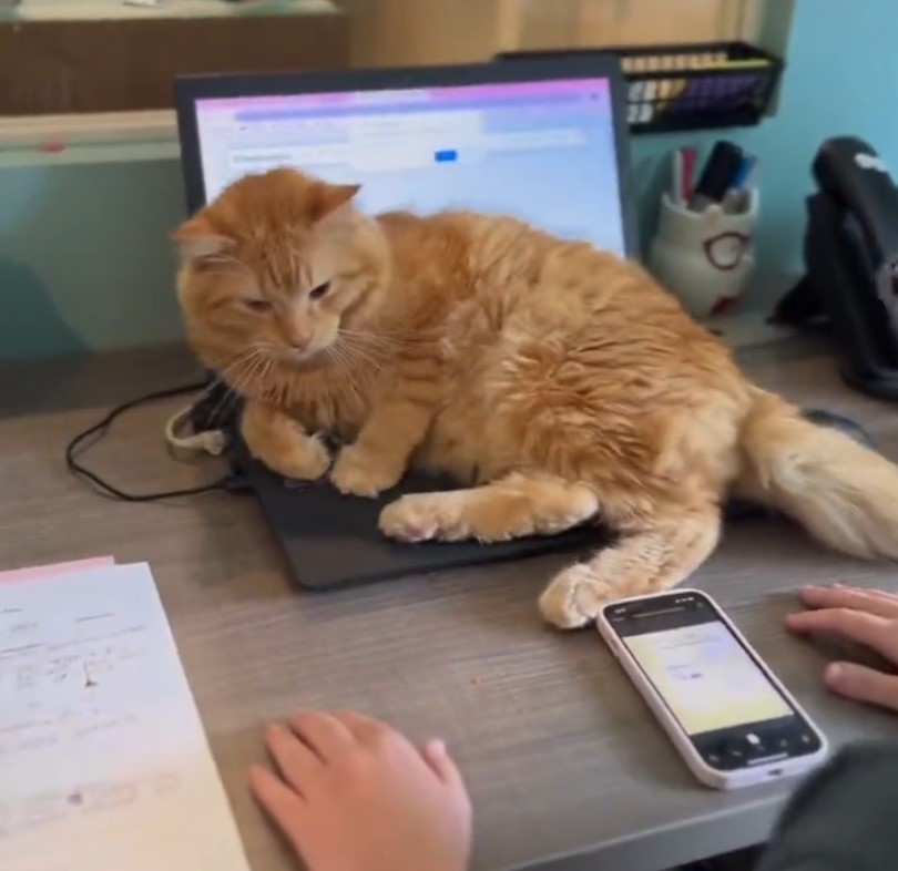 Mi día a día con Salem...