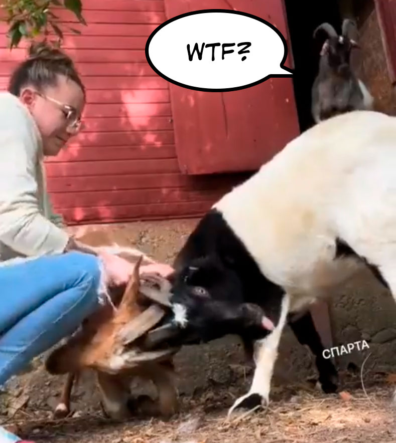 Dos cabras se quedan enredadas por los cuernos.