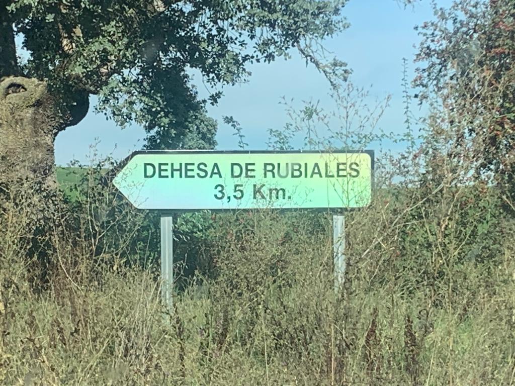 Caranchoa pasado por la IA -> ANCHOVIEFACE