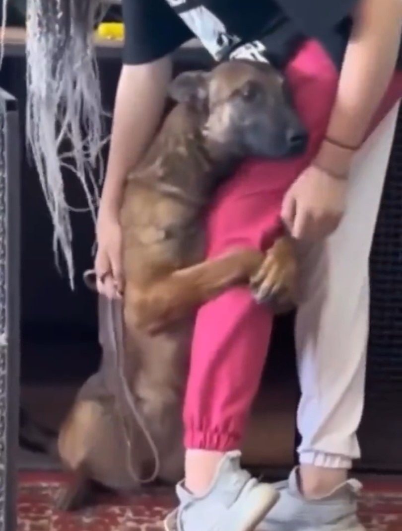 Ahora a ver cómo le dices al perro que no te lo quedas...