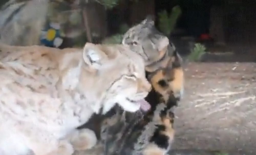 Flechazo entre un lince y un gato