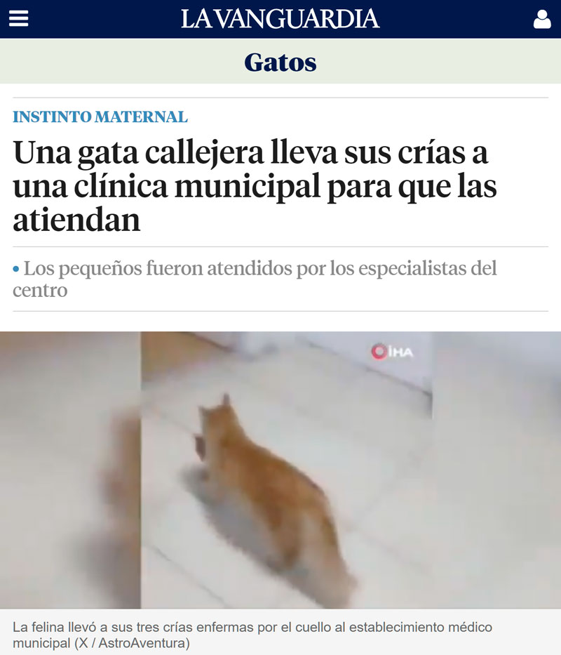 Una gata callejera lleva a sus crías a una clínica veterinaria para que las atiendan