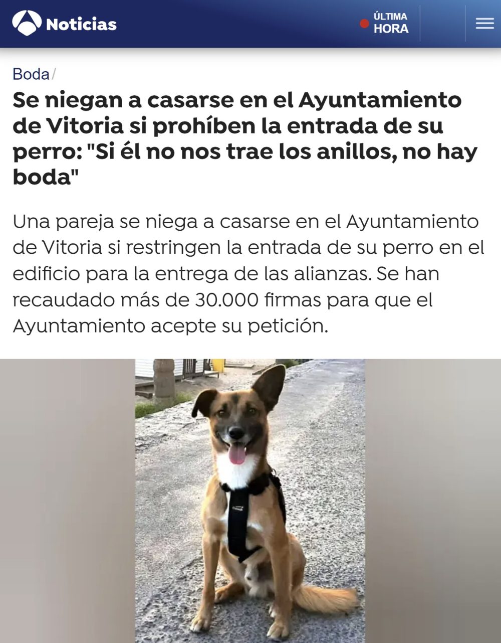 Se niegan a casarse en el Ayuntamiento de Vitoria porque no les dejan que su perro esté presente