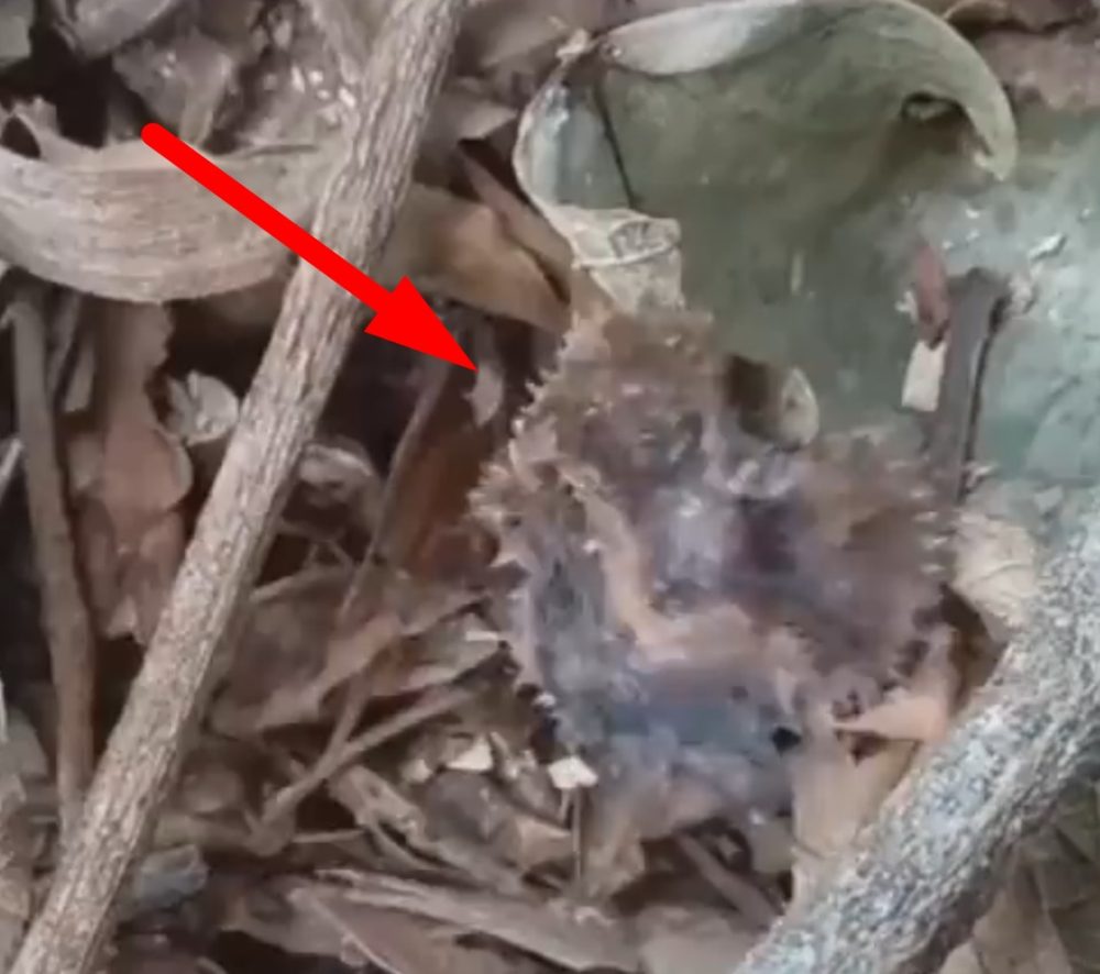 ¿Alguien sabe qué demonios es el engendro que se ve en el vídeo?