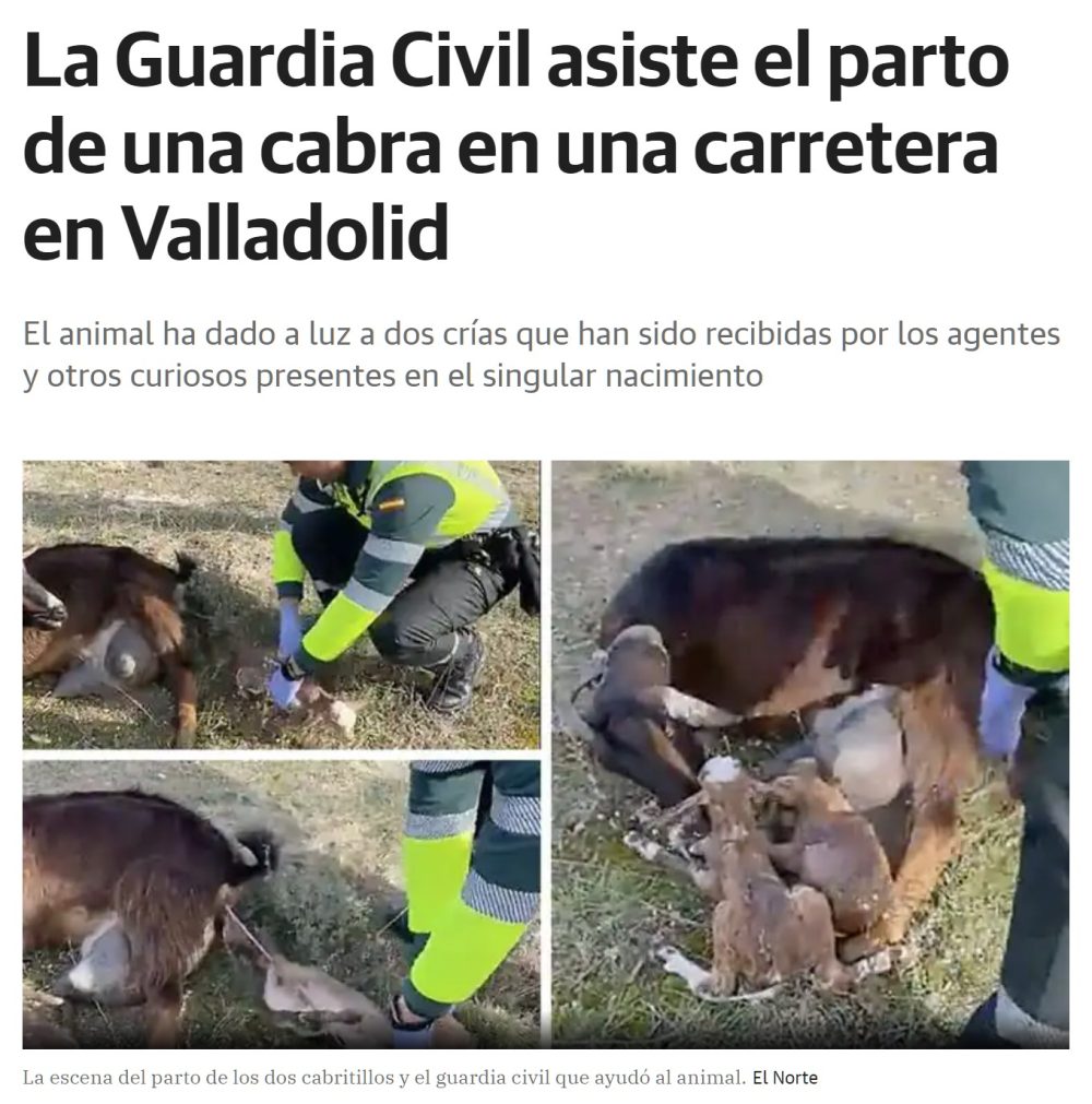 La Guardia Civil de Tráfico ayuda en el parto de una cabra en Valladolid.