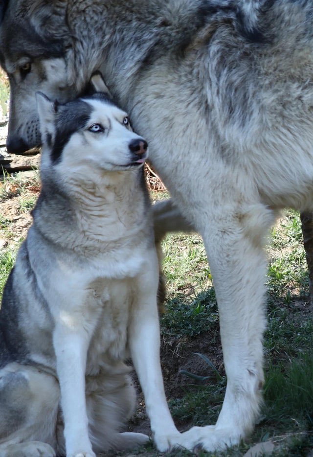 Un lobo al lado de un Husky