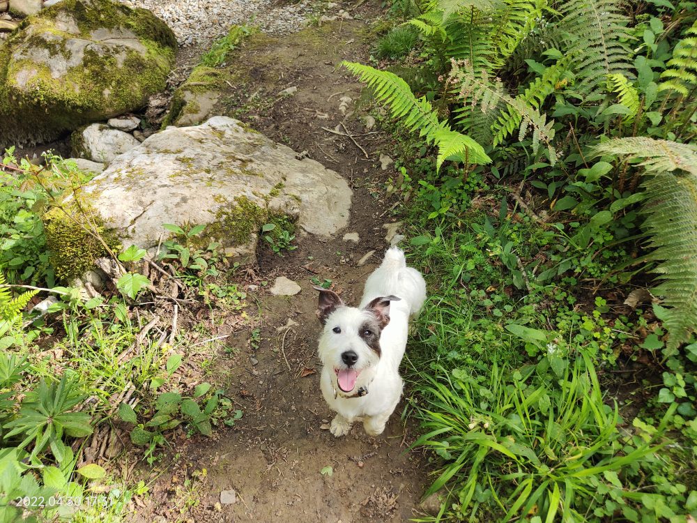 Un finolier ha perdido a TRONCO, su colega perruno, y necesita la máxima difusión posible