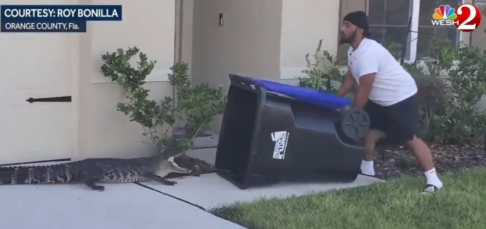 Un ciudadano de Florida usa un cubo de basura para cazar un aligátor que andaba por su barrio