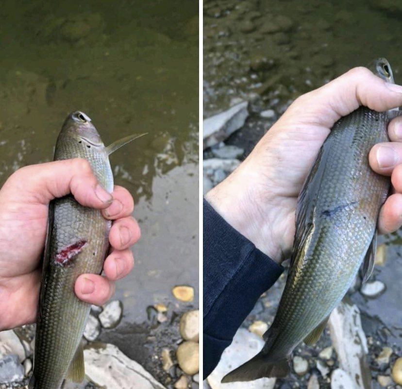 Cuando pescas el mismo pez un mes y medio después