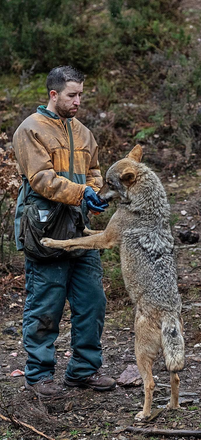 Un lobo al lado de un Husky