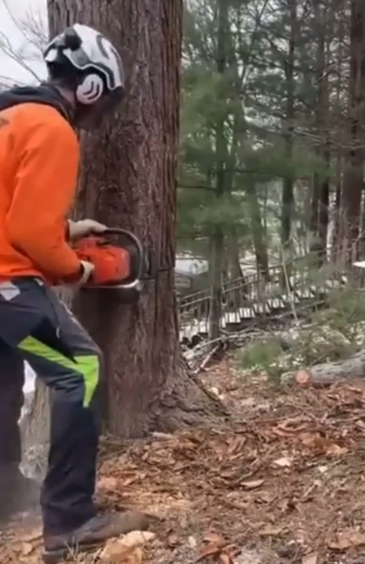 Cómo cortar un árbol para que caiga justo hacia el lado que quieres.