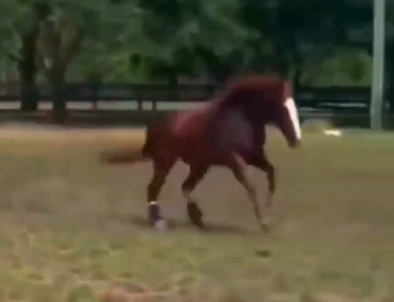 Horse Luis vuelve a correr gracias a una prótesis