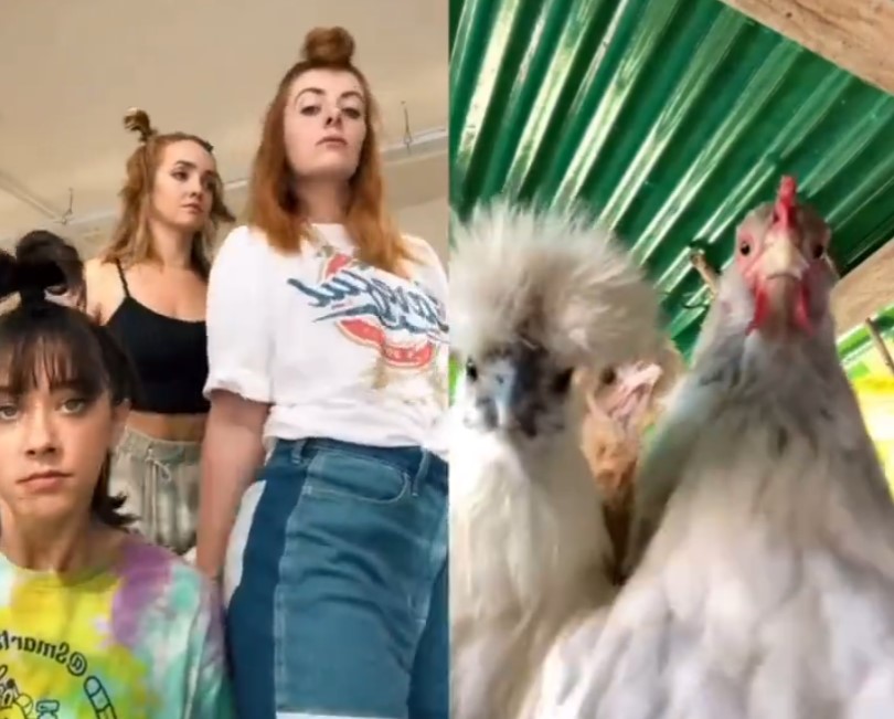 Las gallinas ya eran tiktokers antes de que se pusiera de moda