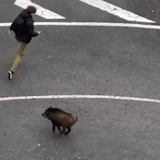 Graban a un jabalí corriendo por las calles de Oviedo.