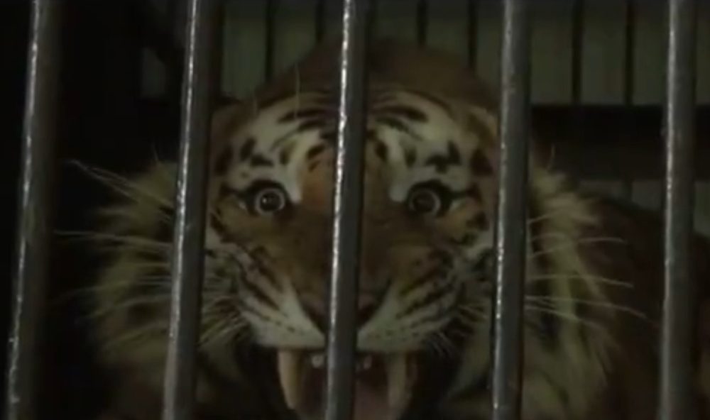 Un tigre que acabó con la vida de una mujer que cortaba el césped, ruge tras su captura antes de ser enviado a un zoo
