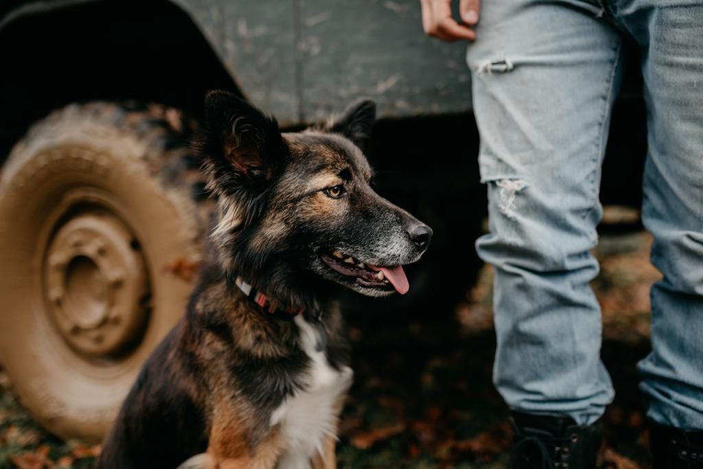 Hace 2 años un finolier se encontró un perro abandonado y me pidió ayuda para encontrarle un hogar, pero al final...