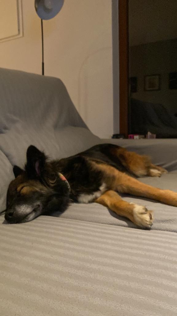 Hace 2 años un finolier se encontró un perro abandonado y me pidió ayuda para encontrarle un hogar, pero al final...