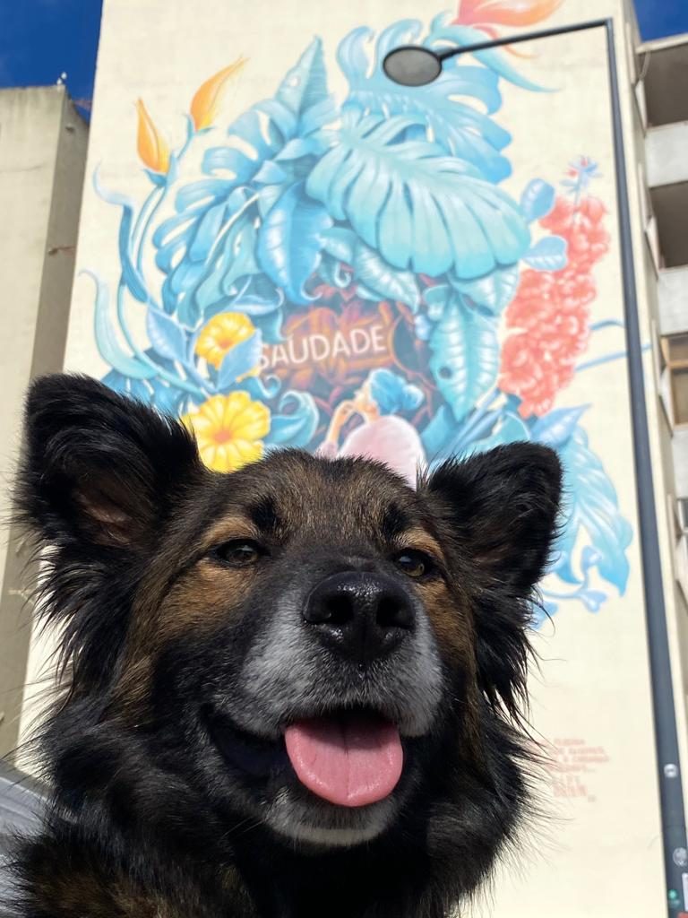 Hace 2 años un finolier se encontró un perro abandonado y me pidió ayuda para encontrarle un hogar, pero al final...