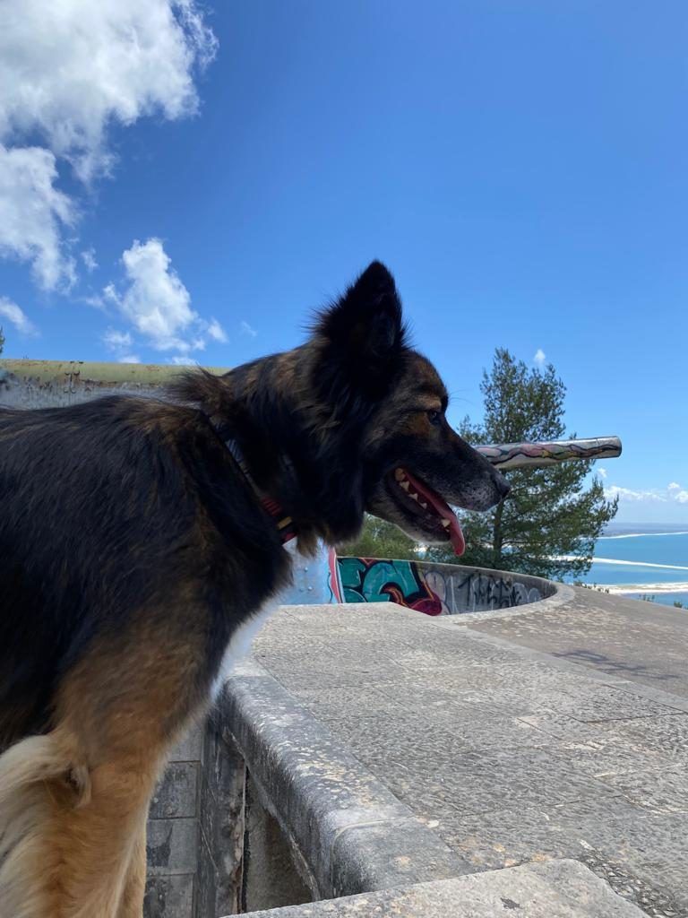 Hace 2 años un finolier se encontró un perro abandonado y me pidió ayuda para encontrarle un hogar, pero al final...