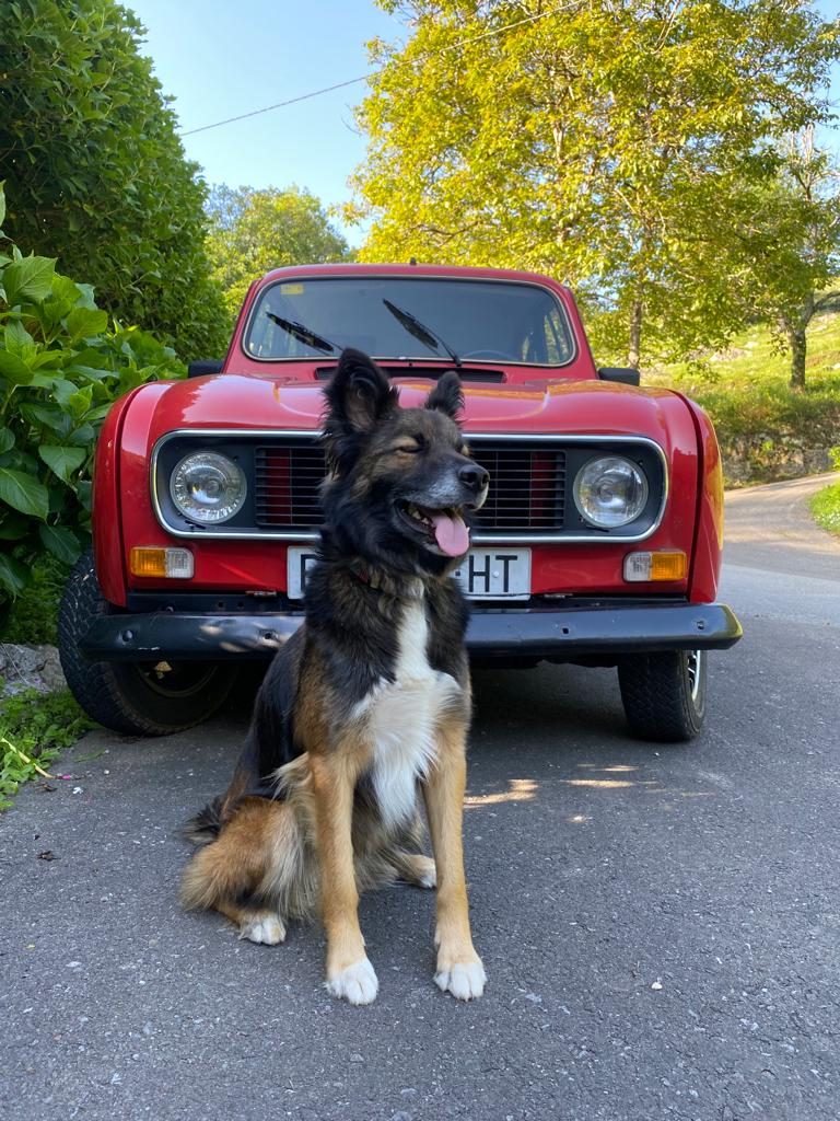 Hace 2 años un finolier se encontró un perro abandonado y me pidió ayuda para encontrarle un hogar, pero al final...