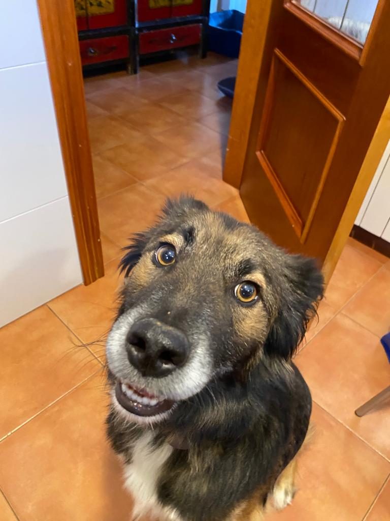 Hace 2 años un finolier se encontró un perro abandonado y me pidió ayuda para encontrarle un hogar, pero al final...