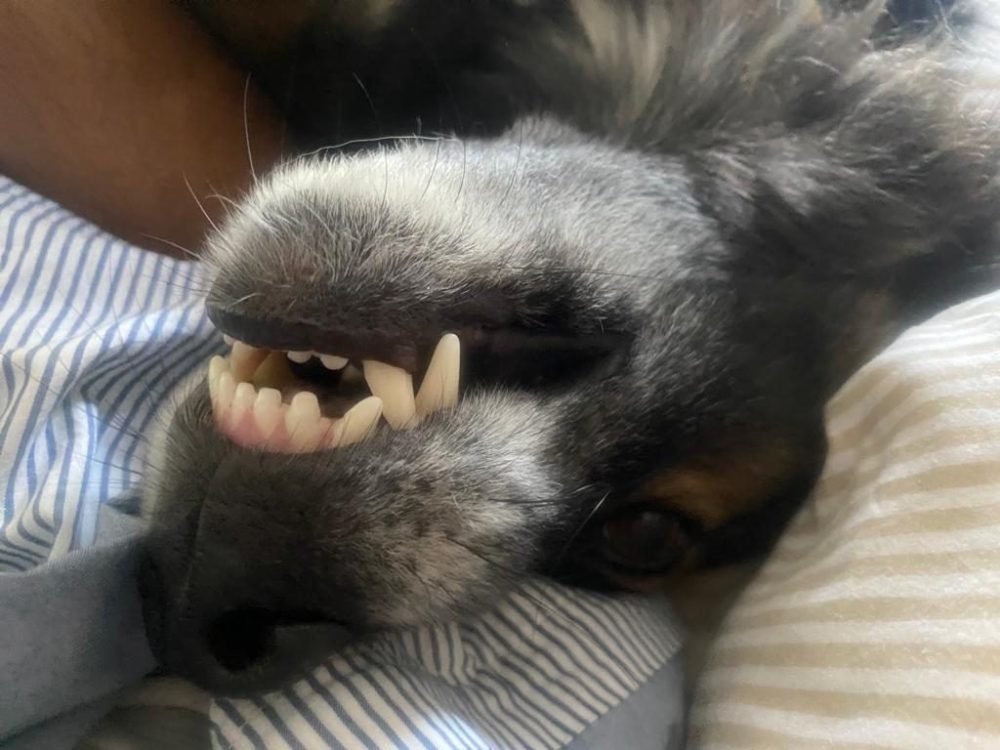 Hace 2 años un finolier se encontró un perro abandonado y me pidió ayuda para encontrarle un hogar, pero al final...