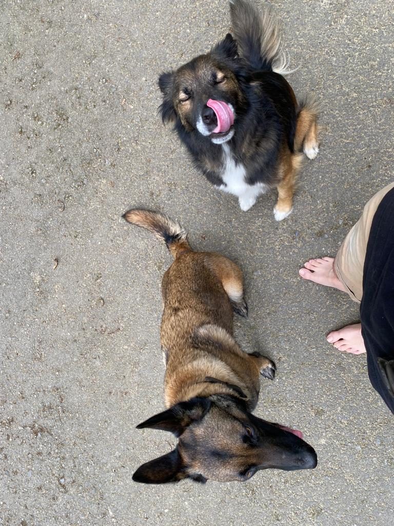 Hace 2 años un finolier se encontró un perro abandonado y me pidió ayuda para encontrarle un hogar, pero al final...