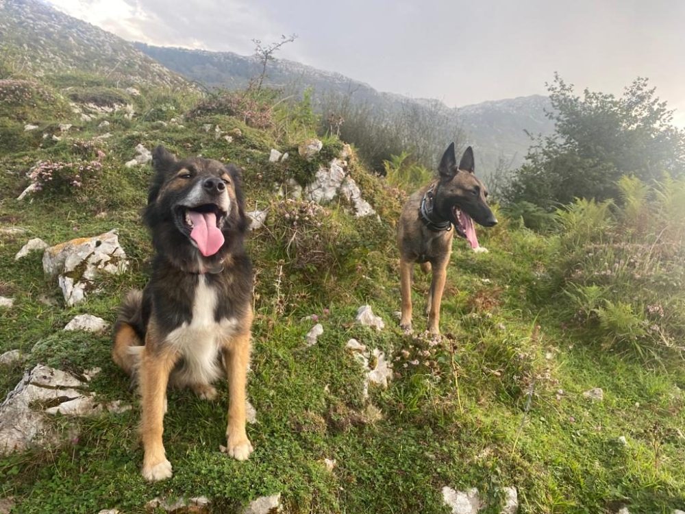Hace 2 años un finolier se encontró un perro abandonado y me pidió ayuda para encontrarle un hogar, pero al final...