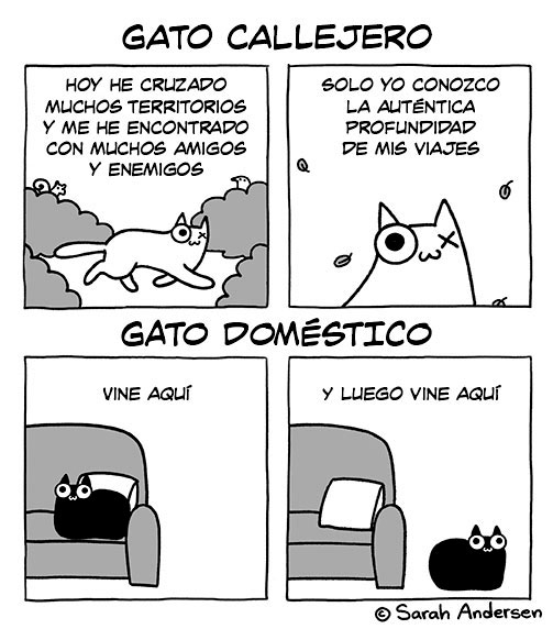 Gato callejero vs gato doméstico