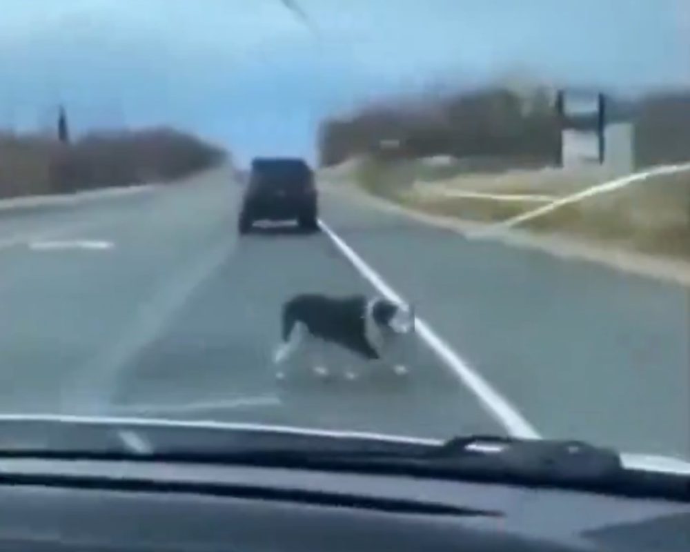 Ese perro ha estado menos tiempo sin hogar que lo que duró la independencia catalana