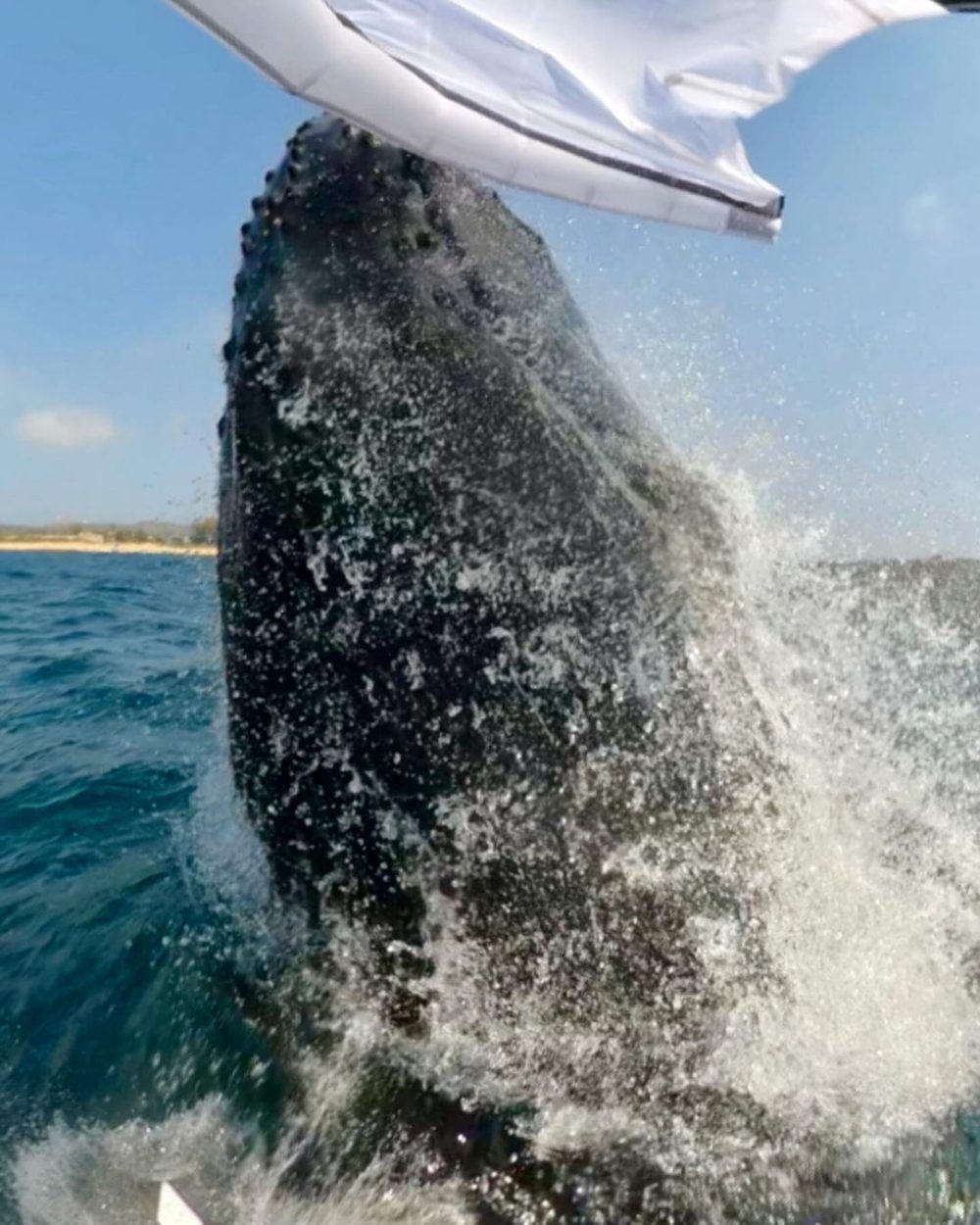 Una ballena derriba a un hombre que hacía Wing-Foil