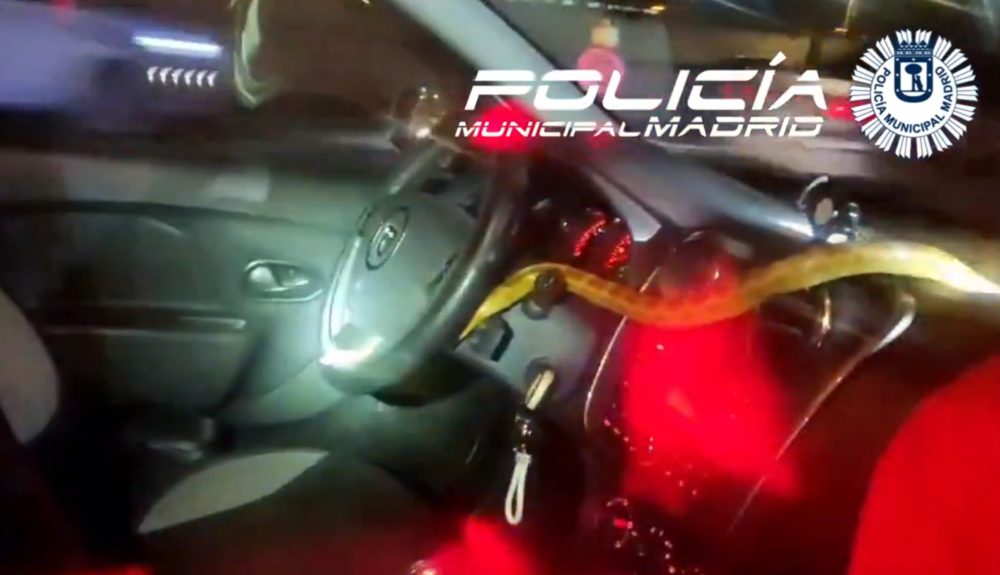 Una conductora encuentra en su coche una serpiente del maíz cuando circulaba por la A-4 en Madrid.