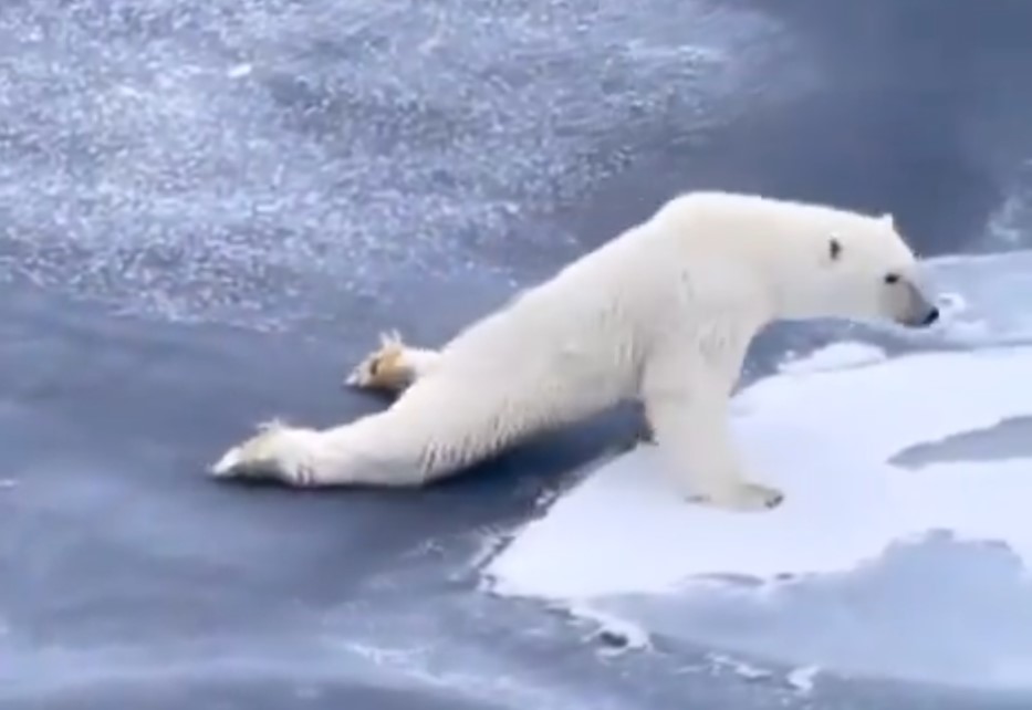 Este oso polar nos enseña cómo debes moverte sobre hielo fino para que no se rompa