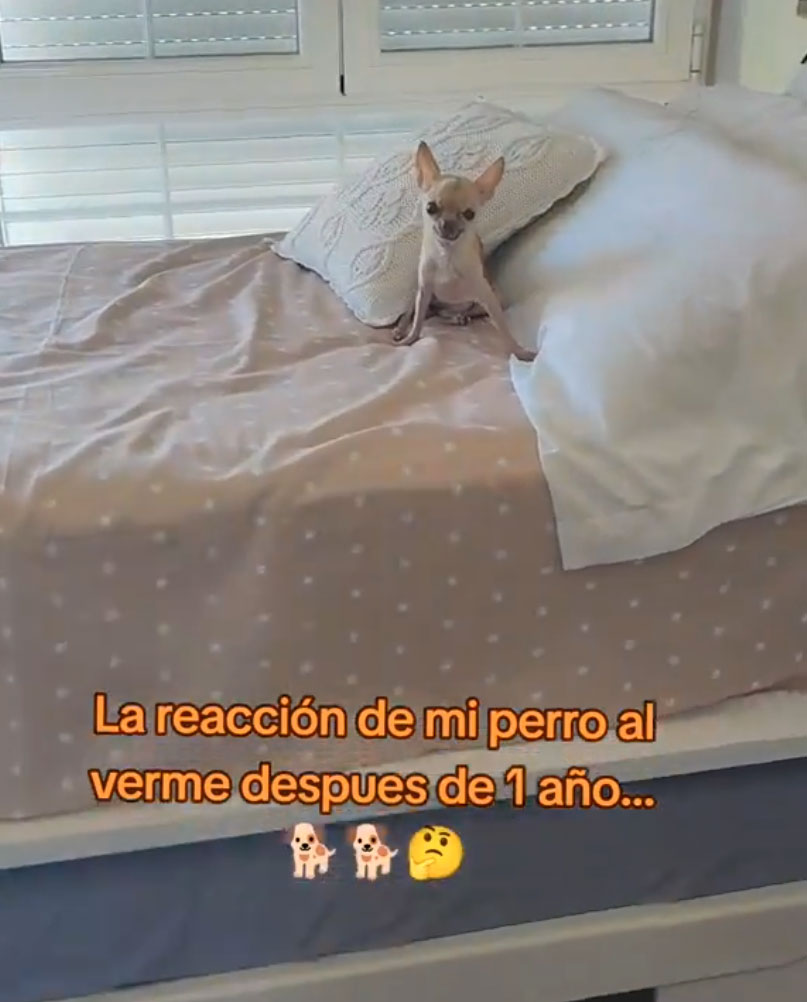 "La reacción de mi perro después de 1 año sin verme"