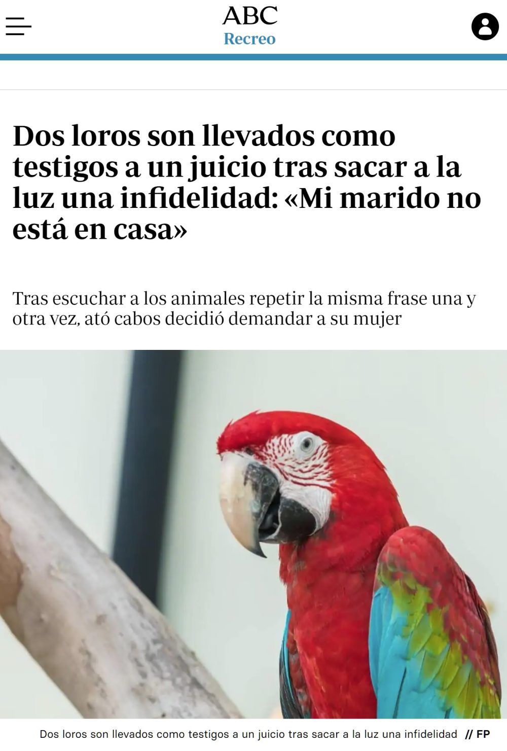 Dos loros son citados como testigos en un juicio por infidelidad.