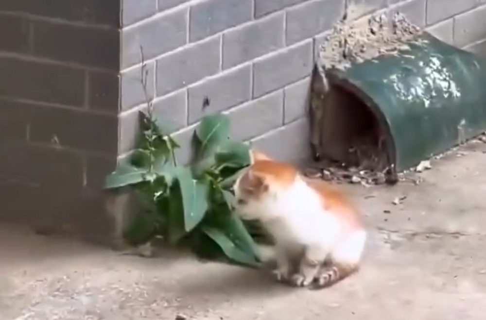 Hay cosas que no cambian entre los animales y los humanos.