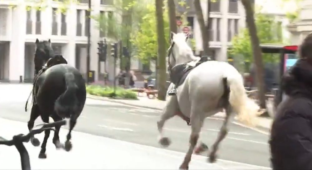 Dos caballos con restos de sangre corren por las calles de Londres: "SEÑALES DEL APOCALIPSIS"