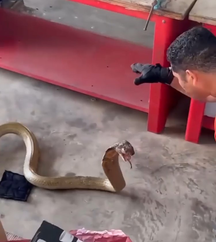 Capturando con maestría una cobra de gran tamaño.