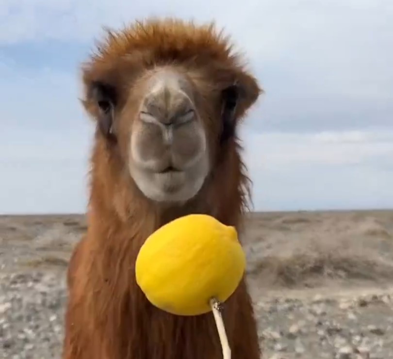 Un camello prueba un limón por primera vez.