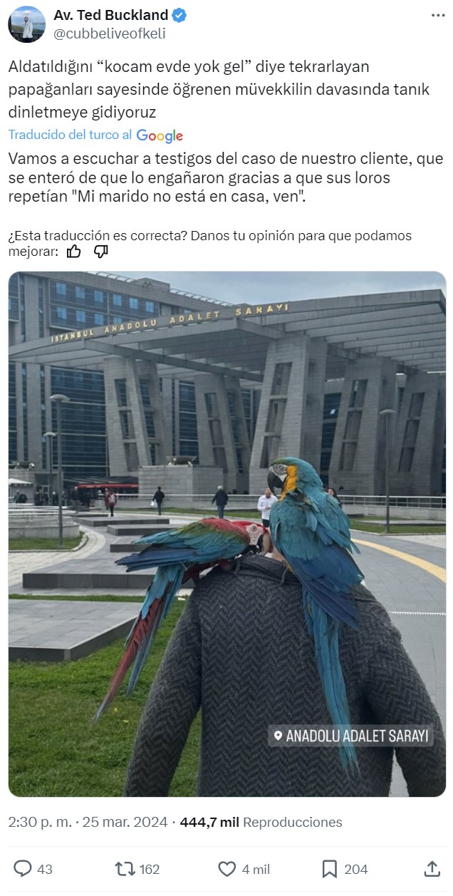 Dos loros son citados como testigos en un juicio por infidelidad.