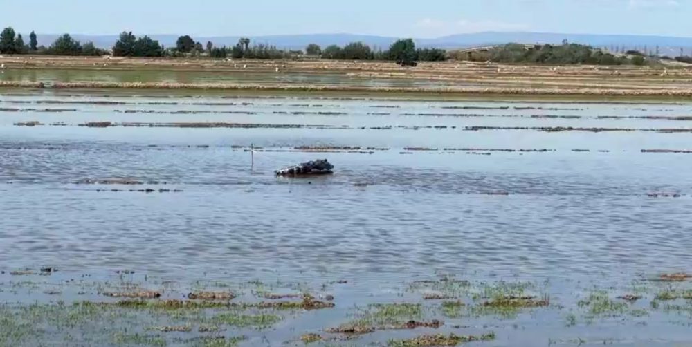 Inesperada aparición de un cocodrilo en l’Albufera