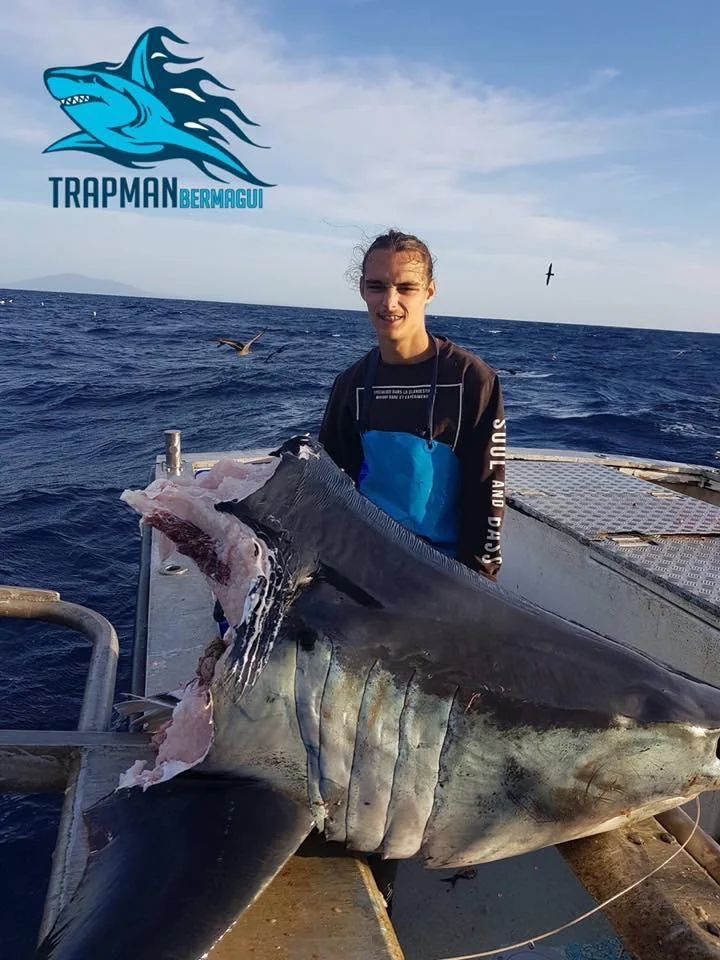 Tiburón Mako devorado por algo ENORME, solo la cabeza pesaba 100kg