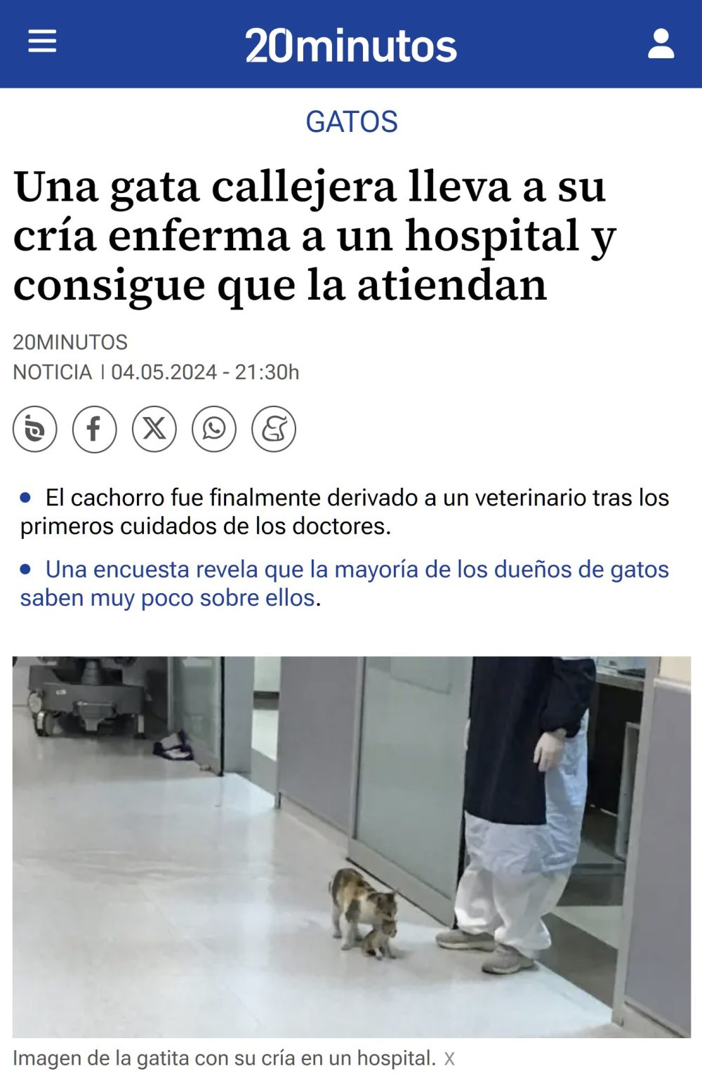 Una gata callejera salva a su cría llevándola a un hospital.