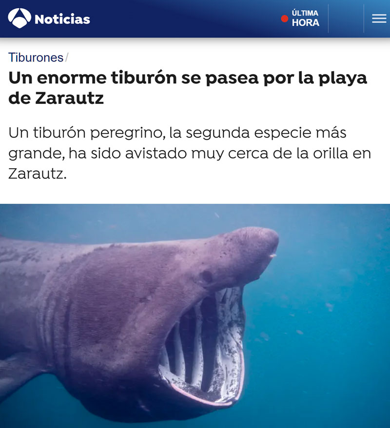 Avistan un tiburón peregrino en la playa de Zarautz